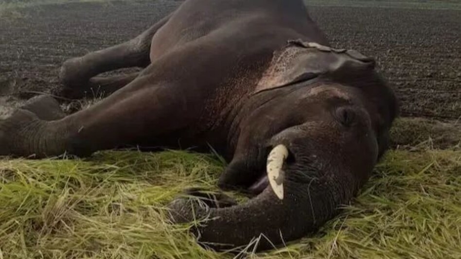 छत्तीसगढ़ के सूरजपुर में हाथी को करंट देकर मार डाला, टुकड़ों में काटकर अंगों को दफनाया, तीन आरोपी गिरफ्तार छत्तीसगढ़ के सूरजपुर में हाथी को करंट देकर मार डाला, टुकड़ों में काटकर अंगों को दफनाया, तीन आरोपी ग...