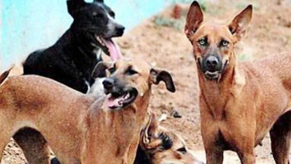 पंजाब के कपूरथला में युवती पर किया 20 आवारा कुत्तों ने हमला, कुत्तों ने महिला को नोंच-नोंचकर मार डाला पंजाब के कपूरथला में युवती पर किया 20 आवारा कुत्तों ने हमला, कुत्तों ने महिला को नोंच-नोंचकर मार डा...