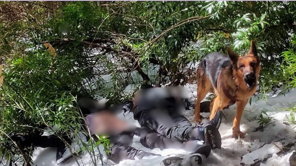 कुत्ते की ऐसी वफादारी! बर्फ में दबा था मालिक का शव, 48 घंटों तक करता रहा निगरानी कुत्ते की ऐसी वफादारी! बर्फ में दबा था मालिक का शव, 48 घंटों तक करता रहा निगरानी