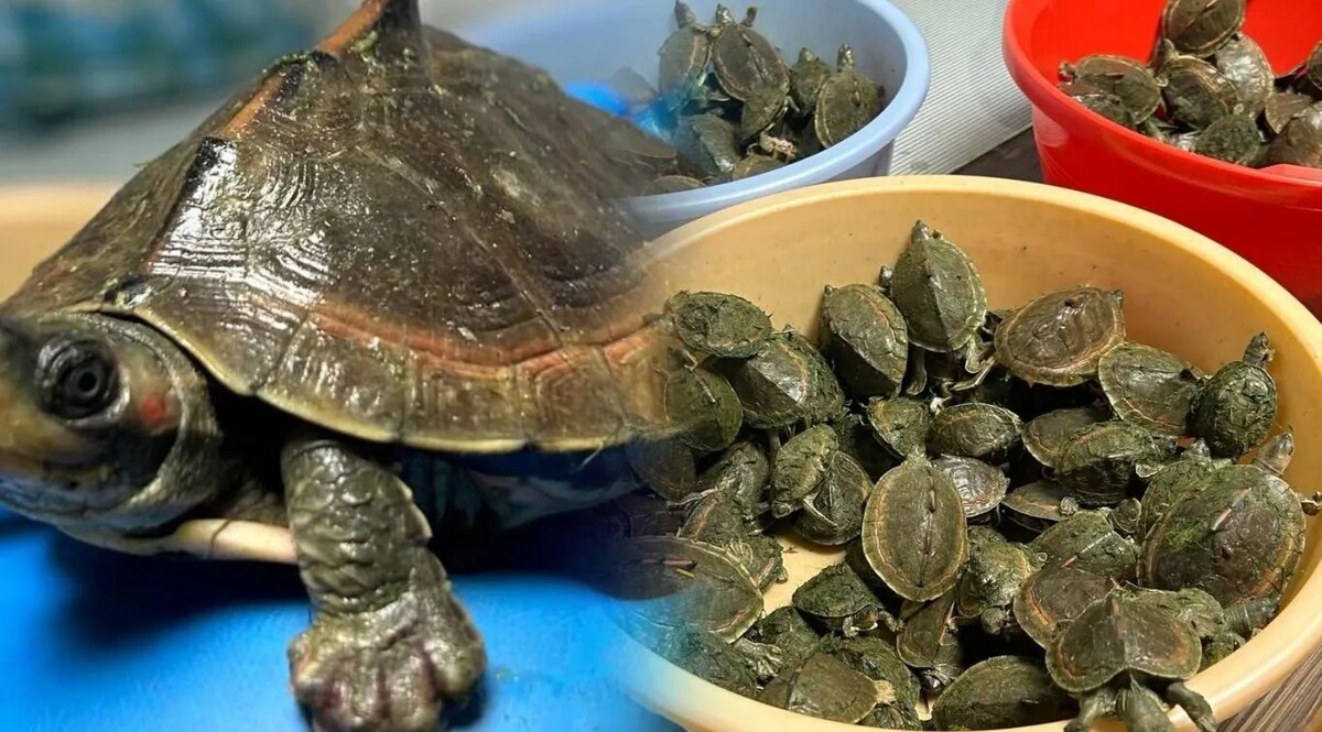 लुलू मॉल के पास से पकड़े गए कछुओं के बड़े तस्कर, 679 इंडियन टेंट टर्टल, इंडियन रूफ़्ड टर्टल और ब्राउन रूफ़्ड टर्टल बरामद Recovery