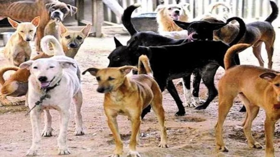 यूपी के मुजफ्फरनगर में आवारा कुत्तों के झुंड ने बच्चे को चीर डाला, कुत्तों के हमले में छह साल के बच्चे की मौत यूपी के मुजफ्फरनगर में आवारा कुत्तों के झुंड ने बच्चे को चीर डाला, कुत्तों के हमले में छह साल के बच...