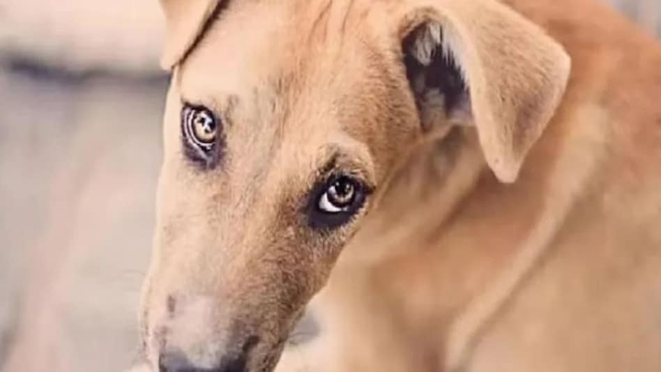 गुरूग्राम में एक बुजुर्ग महिला ने कुत्ते के पिल्ले पर फेंका तेजाब, एनजीओ की शिकायत पर पुलिस ने दर्ज किया केस गुरूग्राम में एक बुजुर्ग महिला ने कुत्ते के पिल्ले पर फेंका तेजाब, एनजीओ की शिकायत पर पुलिस ने दर्ज...