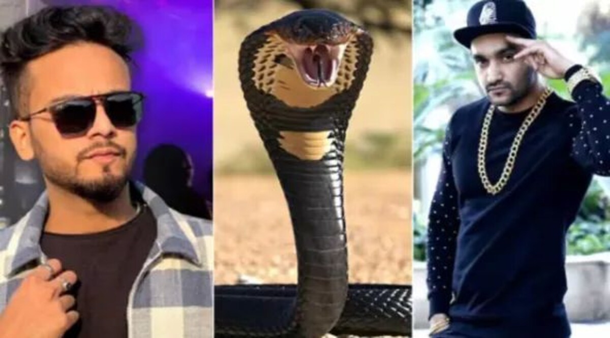 Elvish Yadav: एल्विश ने कुबूला पार्टी में करता था सांप और सांपों के जहर की सप्लाई Elvish Yadav