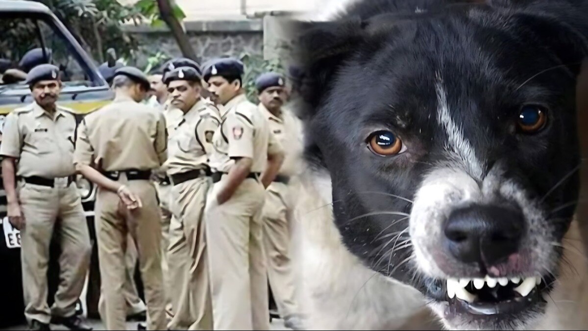 आवारा कुत्ते की गवाही से पुलिस ने ऐसे सुलझाया 'Blind Murder' आवारा कुत्ते की गवाही से पुलिस ने ऐसे सुलझाया 'Blind Murder'