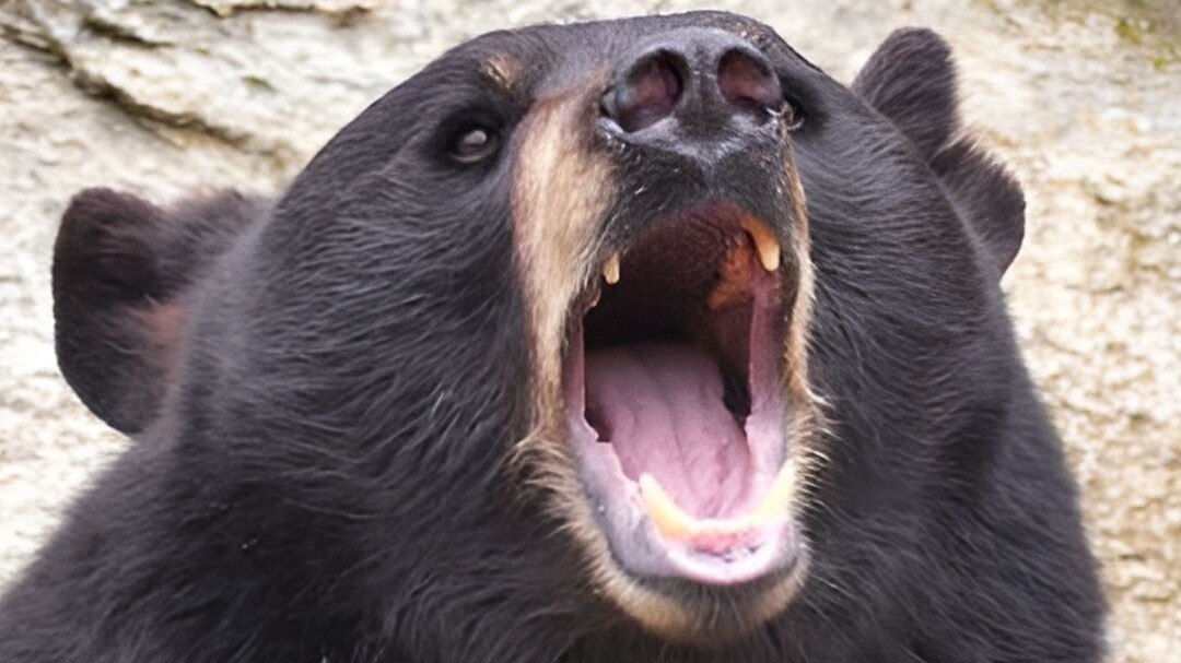 ...जब जवान को अपने दांतों से चबा डाला भालू ने, नक्सलियों की नई चाल आई सामने! CrimeTak