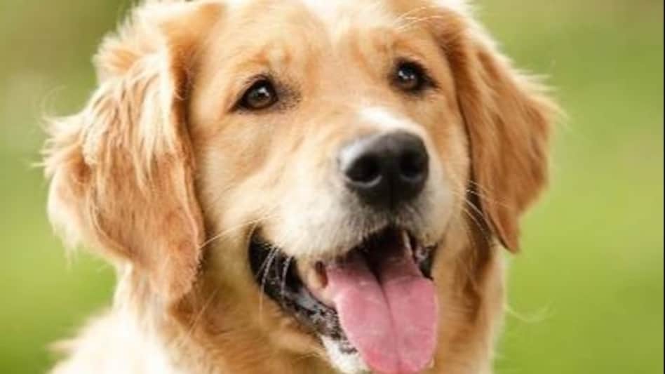 'घर में कुत्ता रहेगा या मैं...' मियां-बीवी की तू-तू, मैं-मैं के बीच कुत्ता आया! 'घर में कुत्ता रहेगा या मैं...' मियां-बीवी की तू-तू, मैं-मैं के बीच कुत्ता आया!