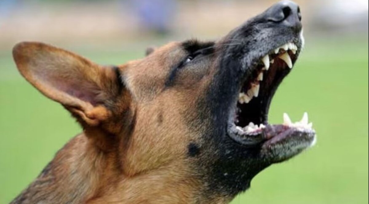 कुत्ते के कातिल का पता बताओ 50 हजार पाओ, 15वीं मंजिल से फेंक कर कुत्ते की हत्या, एफआईआर दर्ज CrimeTak