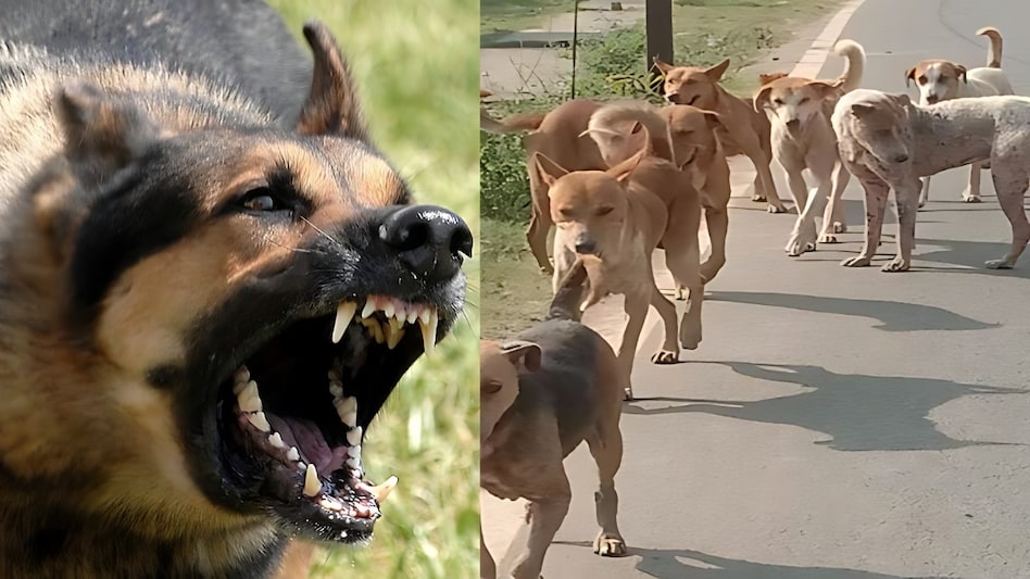 आवारा कुत्तों के झुंड ने नोच नोचकर बच्ची की ली जान, Rabies से Doctor की हो गई मौत आवारा कुत्तों के झुंड ने नोच नोचकर बच्ची की ली जान, Rabies से Doctor की हो गई मौत