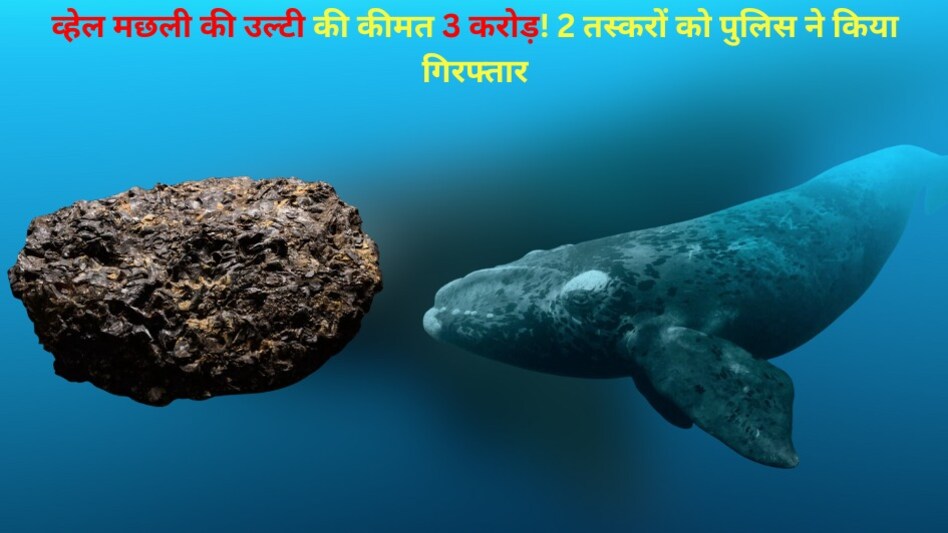 व्हेल मछली की उल्टी की कीमत 3 करोड़! 2 तस्करों को पुलिस ने किया गिरफ्तार व्हेल मछली की उल्टी की कीमत 3 करोड़! 2 तस्करों को पुलिस ने किया गिरफ्तार
