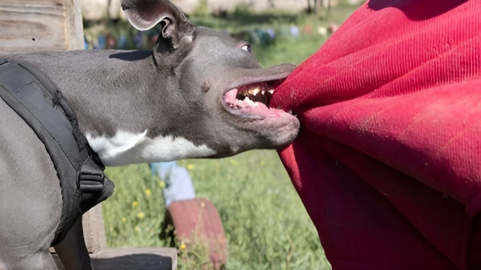 Pit Bull Dog ने वकील साहब का Private Part नोच लिया, दीवार के पास 'हल्का' होना पड़ गया 'भारी' Pit Bull Dog ने वकील साहब का Private Part नोच लिया, दीवार के पास 'हल्का' होना पड़ गया 'भारी'