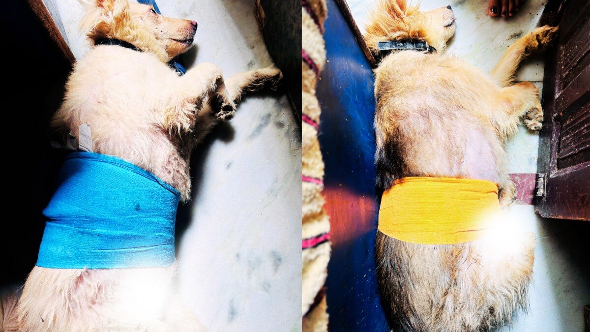 कुत्ता घुमाने को लेकर हुआ बवाल, चले चाकू, पड़ोसियों ने झगड़े में दो कुत्तों को छूरे से काट डाला CrimeTak