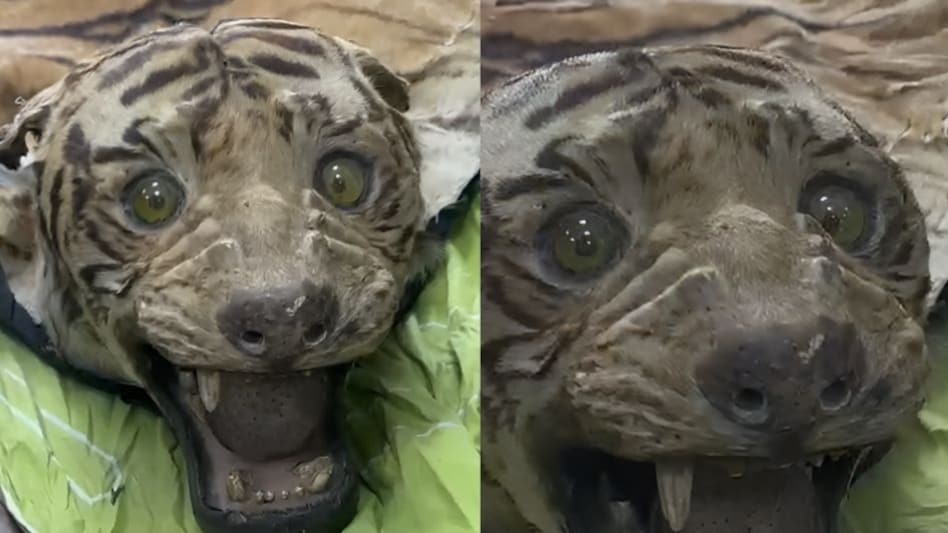 केमिकल लगी नील गाय खिला कर मार दिया बाघ, उतार ली पांच करोड़ कीमत की खाल केमिकल लगी नील गाय खिला कर मार दिया बाघ, उतार ली पांच करोड़ कीमत की खाल