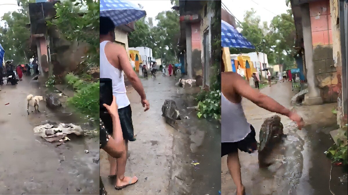 गांव की गलियों में टहल रहा था सात फुट का मगरमच्छ, कुत्ते ने किया तंग, लड़के ने लगाई लात, अजब वीडियो की गजब दास्तां गांव की गलियों में टहल रहा था सात फुट का मगरमच्छ, कुत्ते ने किया तंग, लड़के ने लगाई लात, अजब वीडियो की गजब दास्तां