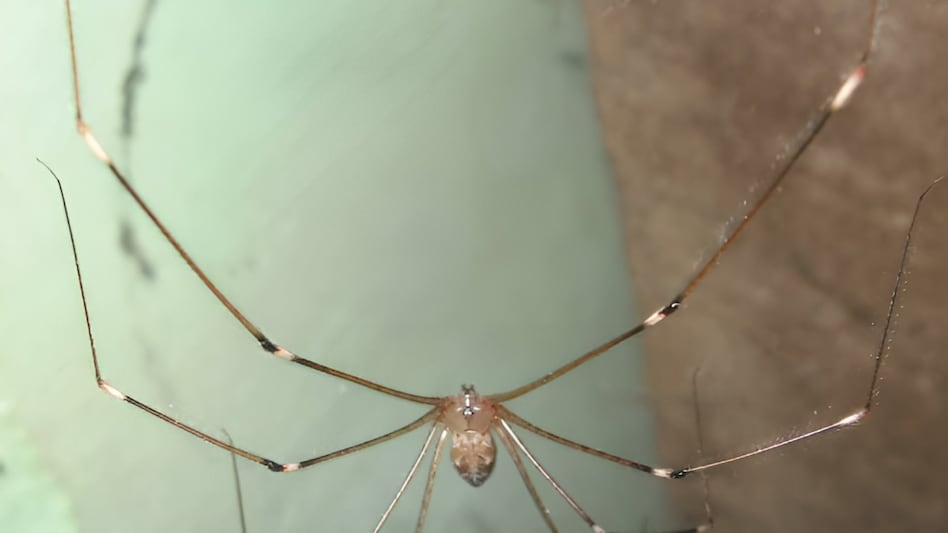 एक मरी हुई मकड़ी और उसके जाले ने ऐसे सुलझा दी Mystery, खुल गया करोड़ों का दबा हुआ राज एक मरी हुई मकड़ी और उसके जाले ने ऐसे सुलझा दी Mystery, खुल गया करोड़ों का दबा हुआ राज