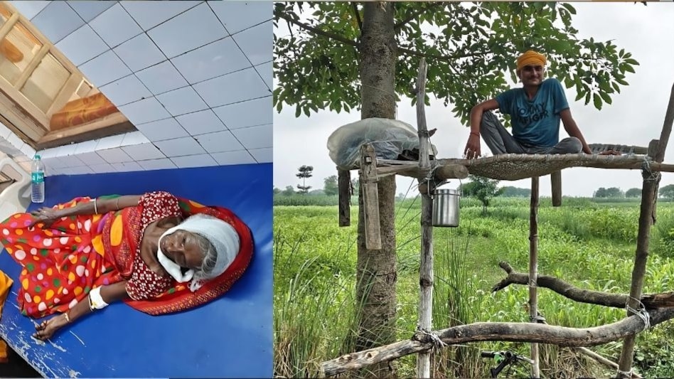 बच्ची को गले से दबोचा और हाथ-पैर खा गया! बहराइच में भेड़ियों के हमले में अब तक 10 लोगों की मौत बच्ची को गले से दबोचा और हाथ-पैर खा गया! बहराइच में भेड़ियों के हमले में अब तक 10 लोगों की मौत