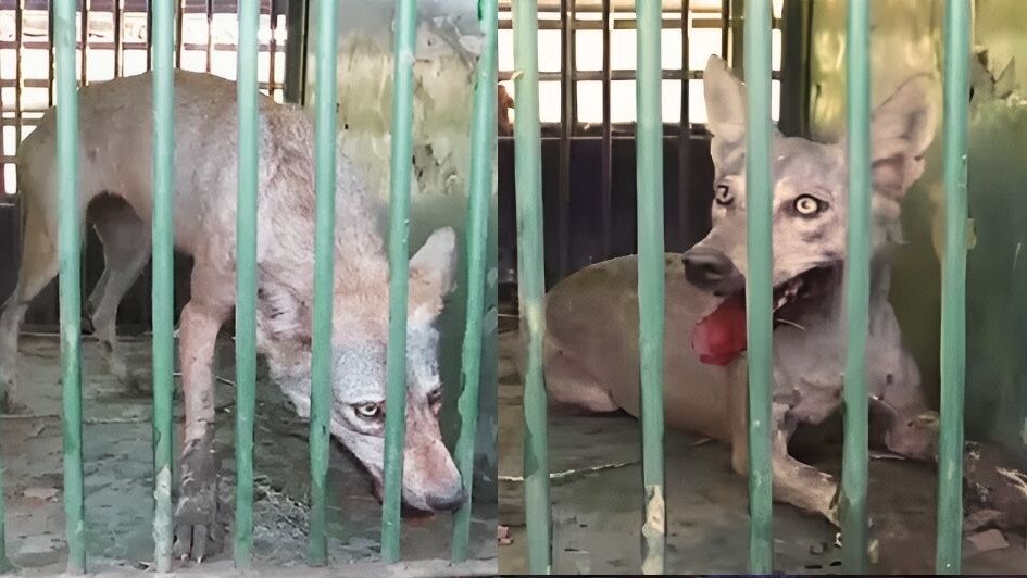 आखिरकार आदमखोर भेड़िए को वन विभाग ने पकड़ा, लेकिन छठा भेड़िया अभी तक 'फरार', देखिए वीडियो CrimeTak