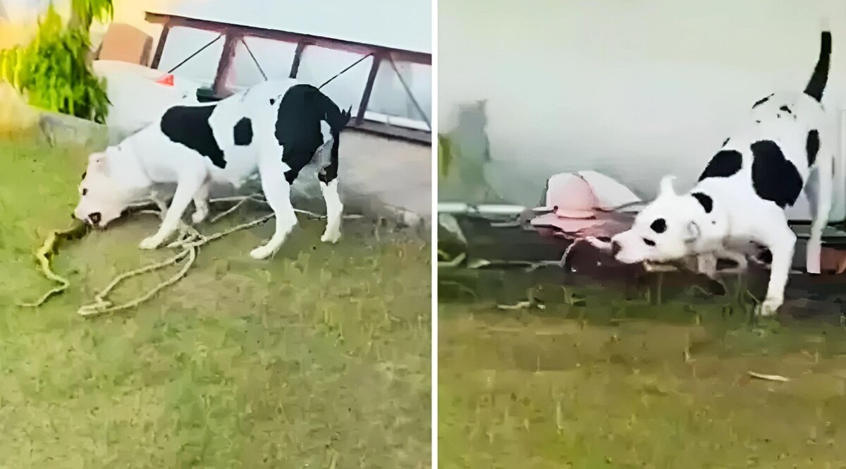 बच्चों को बचाने के लिए रस्सी तोड़ कोबरा से भिड़ा पिटबुल, दांतों में दबाकर जमीन पर पटक-पटक कर मारा, दिल दहला देने वाला Fight CrimeTak