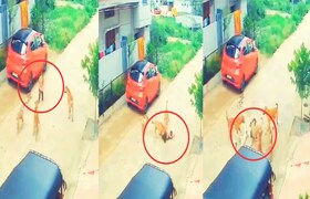 Video: 6 खूंखार कुत्तों ने बच्चे पर किया हमला, कुत्तों के हमले में बुरी तरह जख्मी हुआ बच्चा, रोंगटे खड़े करने वाला Video आया सामने CrimeTak