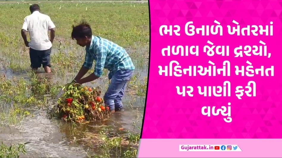 Anand માં નહેર ઓવરફ્લો થતા 200 વીઘામાં તૈયાર ટામેટાંનો પાક બરબાદ, ખેડૂતોની મહેનત પાણીમાં Anand News