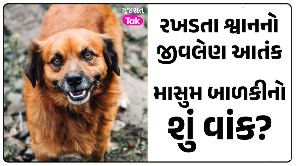 દ્વારકામાં રખડતા શ્વાનનો આતંક: માસુમ બાળકીને ફાડી ખાધી, સારવાર પહેલા મોત રખડતા શ્વાનનો જીવલેણ આતંક