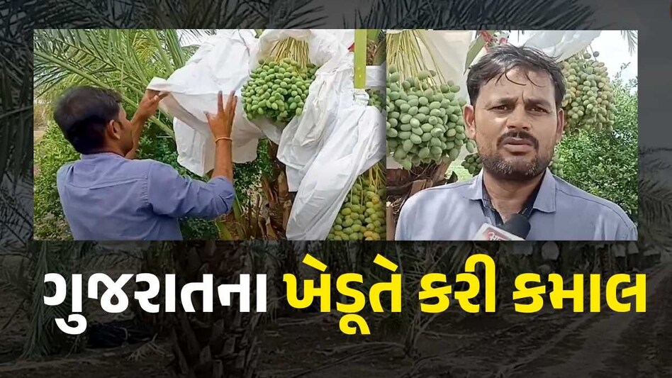 ગુજરાતના ખેડૂતે ઈઝરાયલી ખજૂરની ખેતીથી કરી લાખોની કમાણી, સરકાર આપે છે સબસીડી ગુજરાતી ખેડૂત
