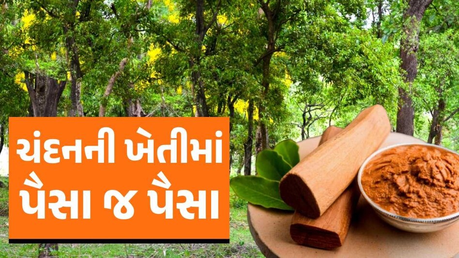 ખેડૂતો થશે લાખપતિ! એક એવી ખેતી જેમાં પૈસા જ પૈસા, જાણો તેના વિશેની તમામ માહિતી જાણો ચંદનની ખેતી
