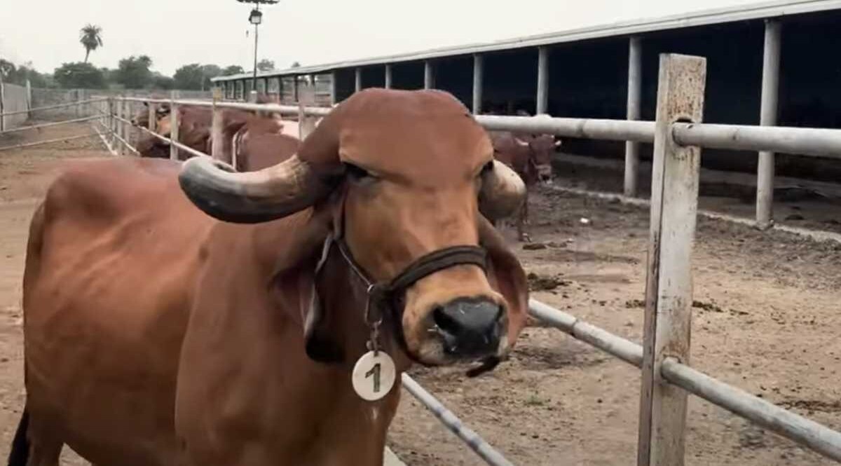 ડેરી ફાર્મ માટે ગીર ગાય છે સૌથી શ્રેષ્ઠ? જાણો જાળવણી, ખોરાક અને કમાણી વિશે બધું જ ગીર ગાય