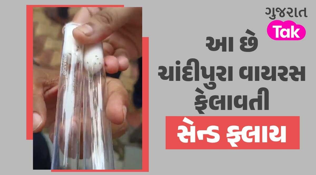 જોઈલો...તમારા ઘરમાં નથીને આવી માખી, કેમેરામાં કેદ થઈ ચાંદીપુરા ફેલાવતી સેન્ડ ફ્લાય સેન્ડ ફ્લાય મચ્છર