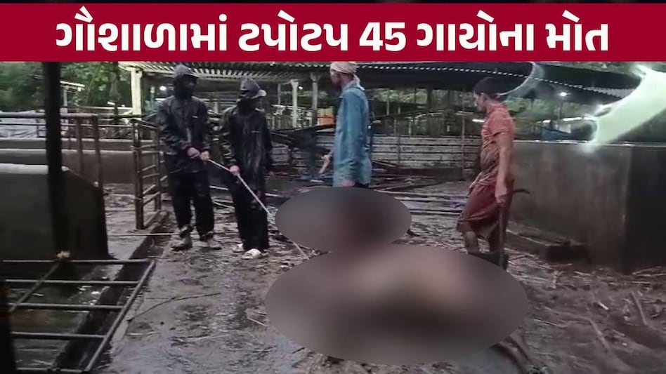Daman: ગૌશાળામાં એક સાથે 45 જેટલા ગાયોના શંકાસ્પદ મોતથી હાહાકાર, ગૌ પ્રેમીઓમાં ભારે રોષ Daman News