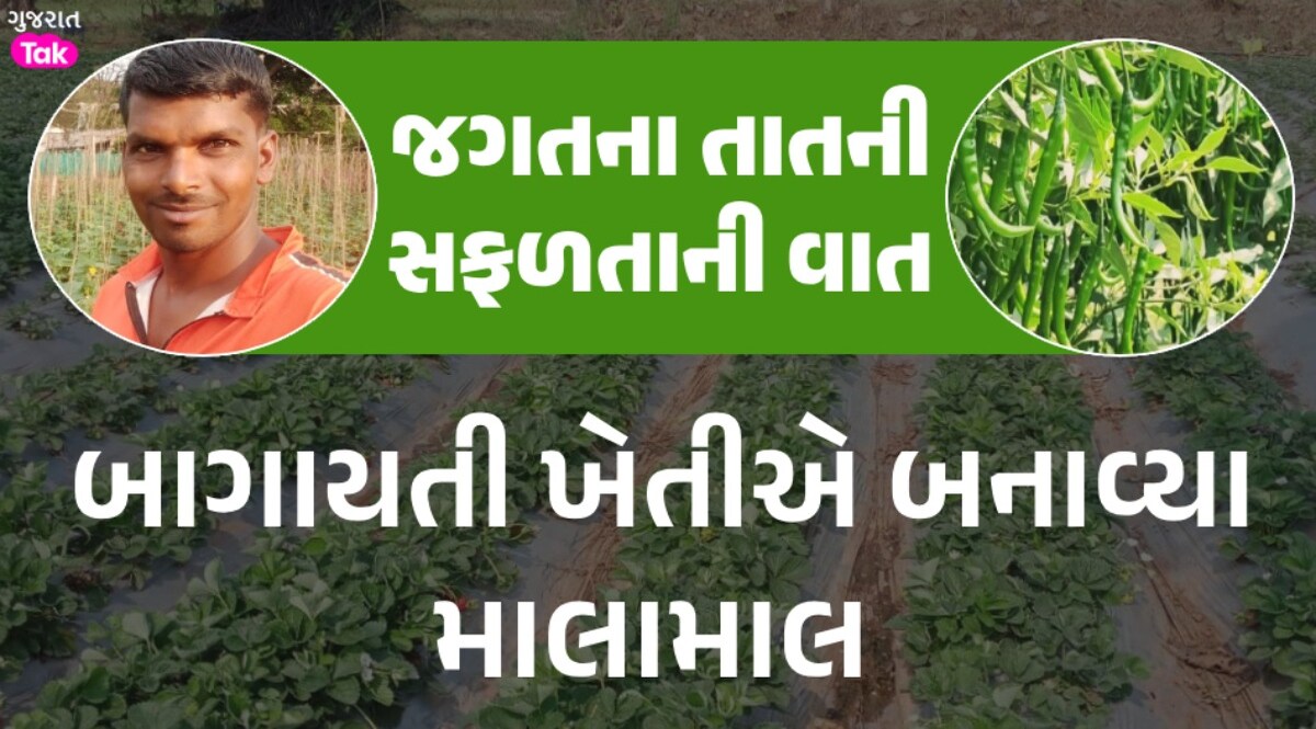 ડાંગના આ ખેડૂતે કરી કમાલ, ખેતરમાં પકવ્યું લીલું સોનું અને કમાણી પહોંચી લાખોમાં Dang News