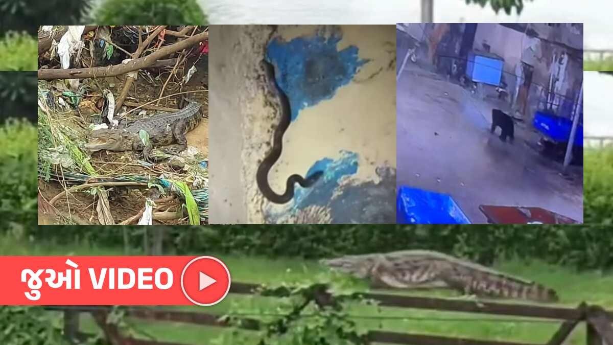 ANIMAL...! ગુજરાતમાં મેઘતાંડવ વચ્ચે મગર, રીંછ, સિંહ અને સાપ શહેર અને ઘરોમાં ઘુસ્યા સિંહ, મગર, રિંછ અને સાપના વીડિયો