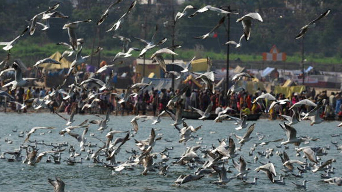 अक्टूबर में ही साइबेरियन बर्ड्स से गुलजार हुआ संगम तट