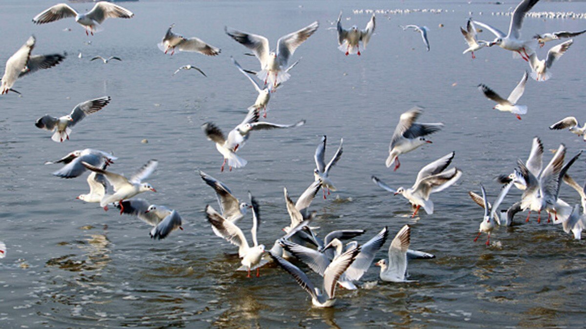 अक्टूबर में ही साइबेरियन बर्ड्स से गुलजार हुआ संगम तट