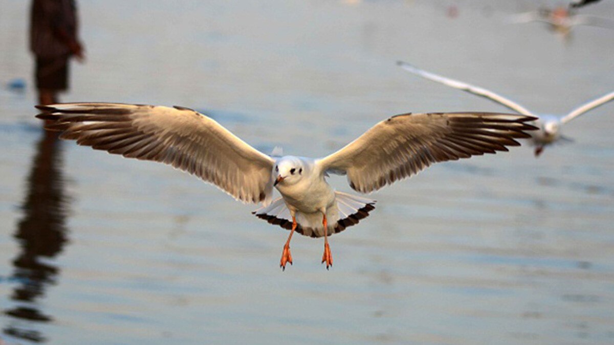 अक्टूबर में ही साइबेरियन बर्ड्स से गुलजार हुआ संगम तट