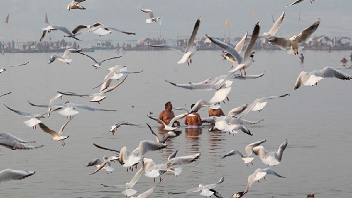 अक्टूबर में ही साइबेरियन बर्ड्स से गुलजार हुआ संगम तट