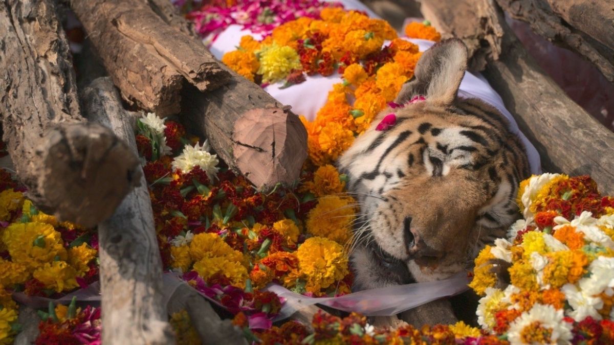 कॉलर वाली बाघिन (फोटो क्रेडिट- पुनीत कपूर)