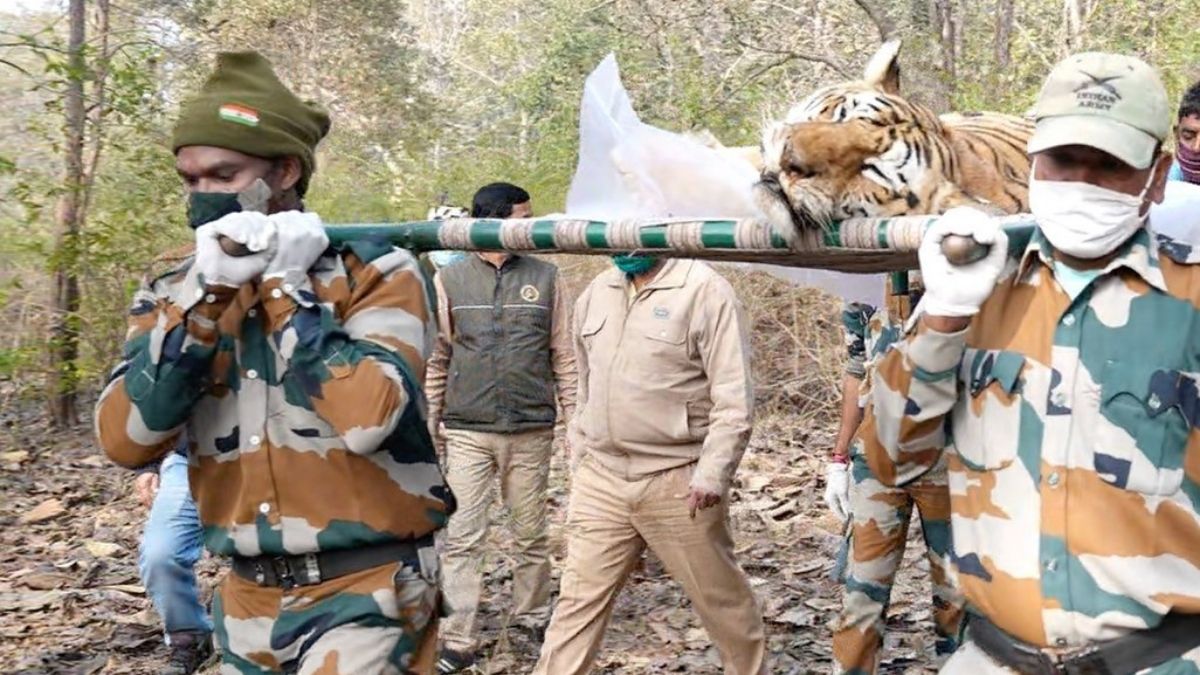 कॉलर वाली बाघिन (फोटो क्रेडिट- पुनीत कपूर)