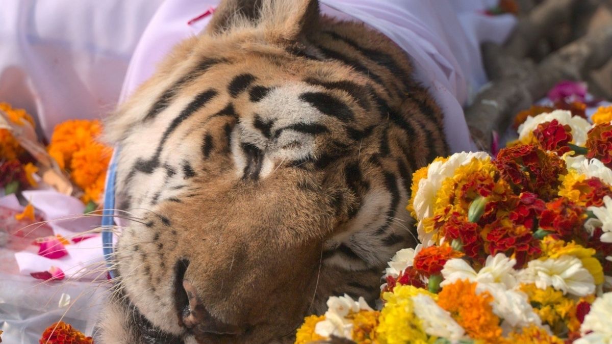 कॉलर वाली बाघिन (फोटो क्रेडिट- पुनीत कपूर)