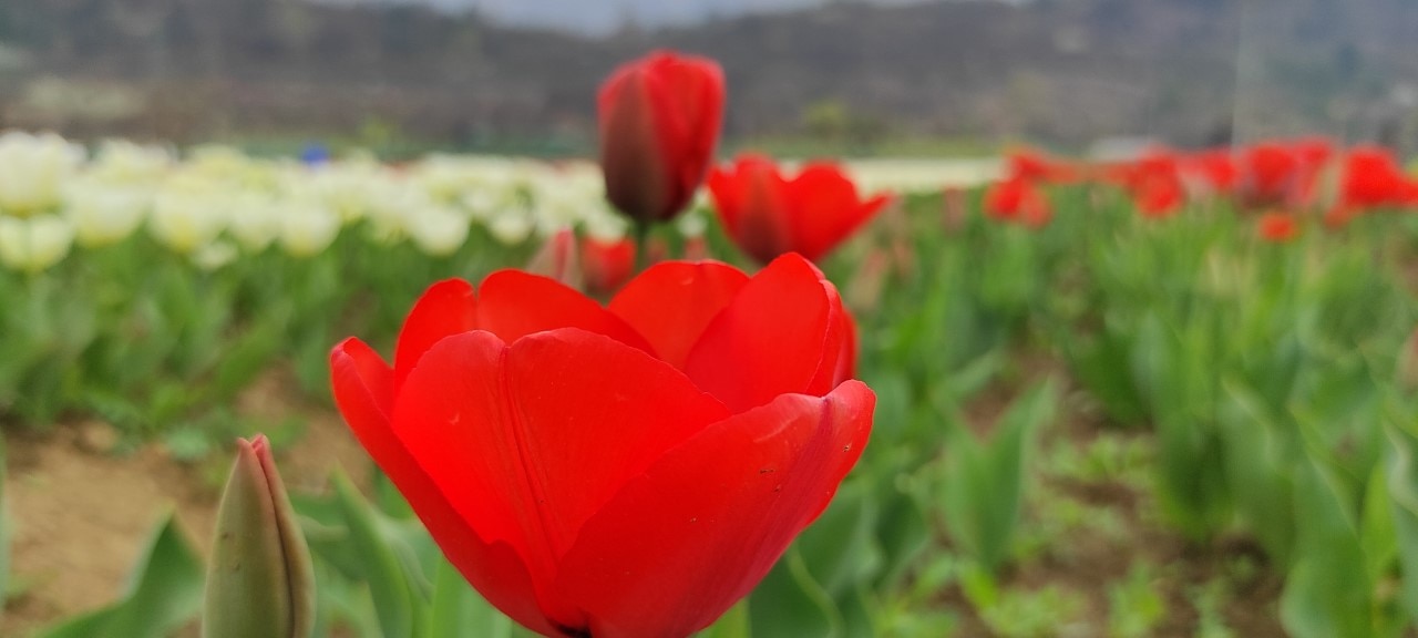 श्रीनगर के ट्यूलिप गार्डन की खूबसूरत तस्वीरें