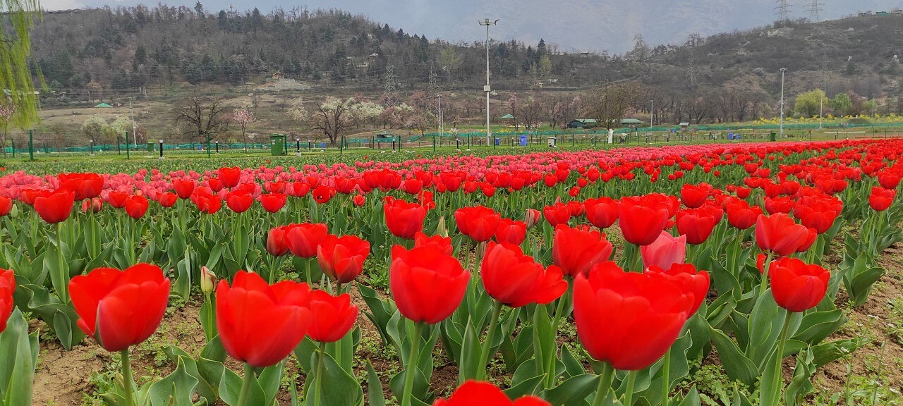 श्रीनगर के ट्यूलिप गार्डन की खूबसूरत तस्वीरें