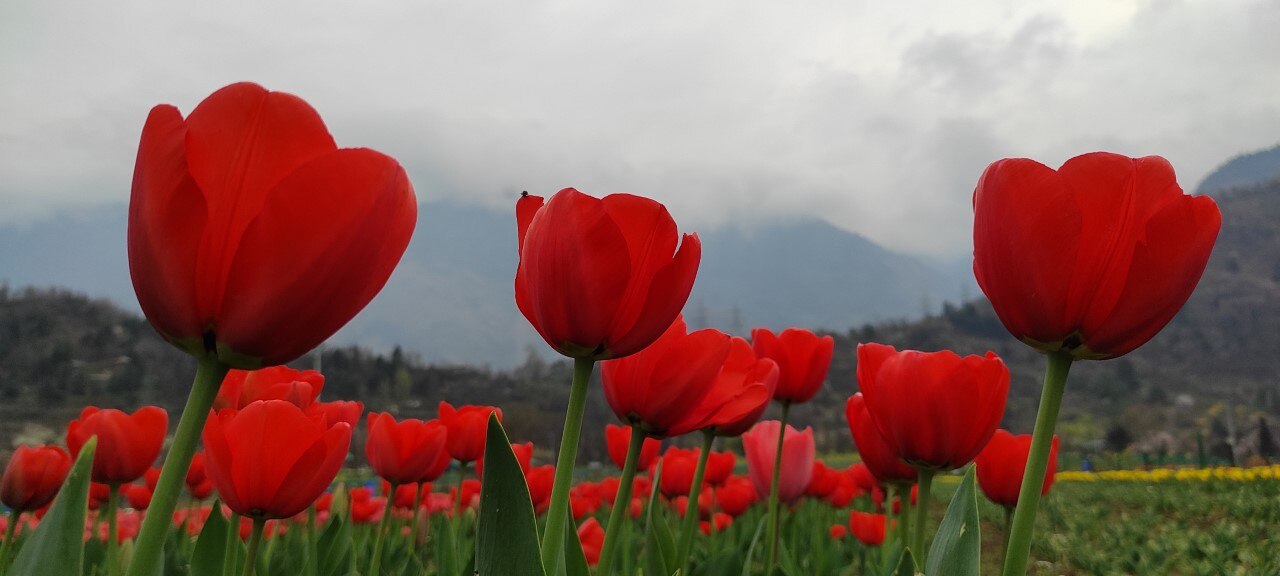 श्रीनगर के ट्यूलिप गार्डन की खूबसूरत तस्वीरें