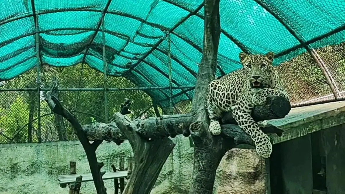 चिड़ियाघर