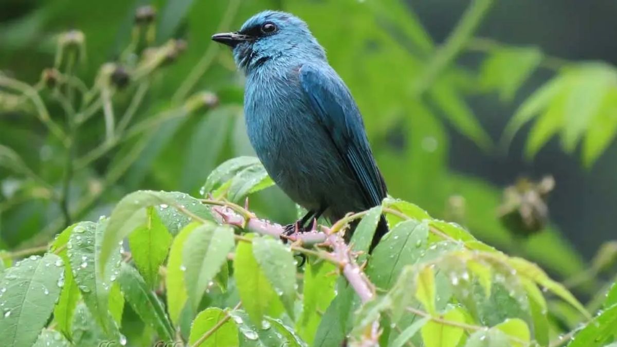 Uttarakhand Tourist Place