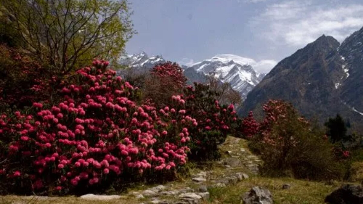 Valley of Flowers in Uttarakhand