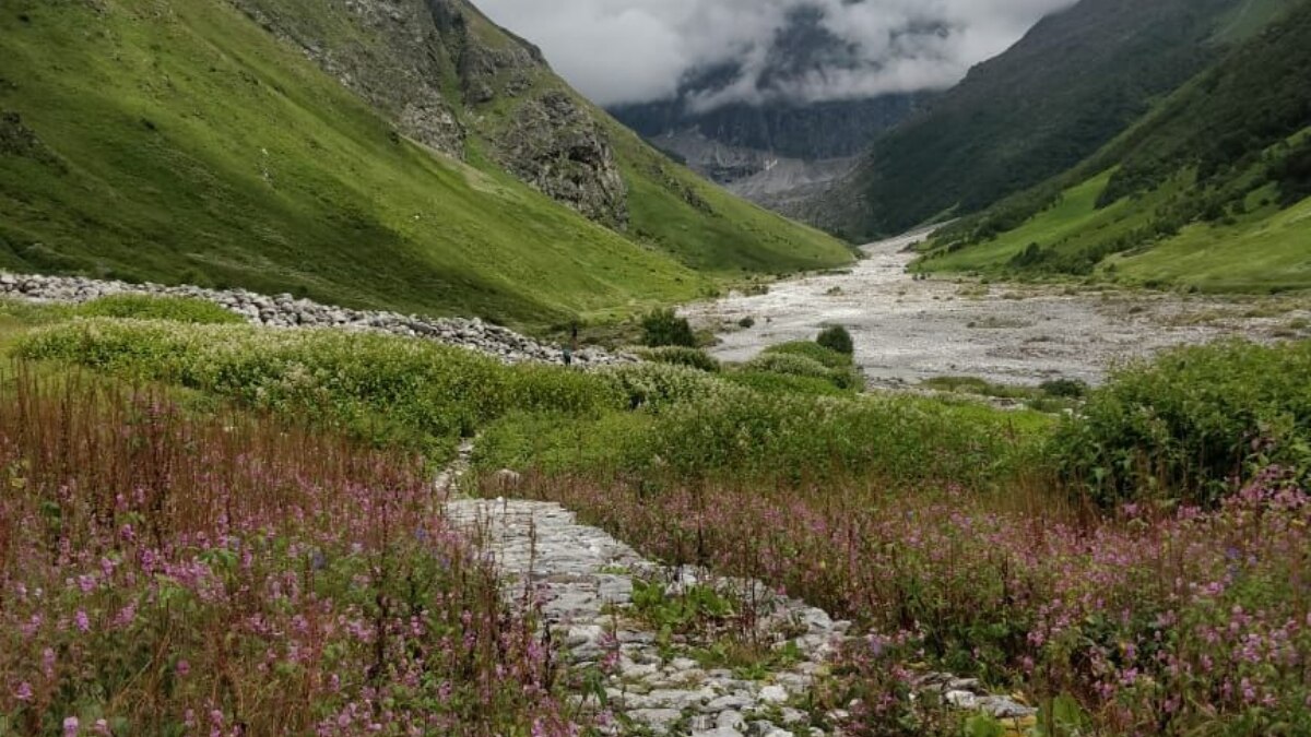 Valley of Flowers National Park