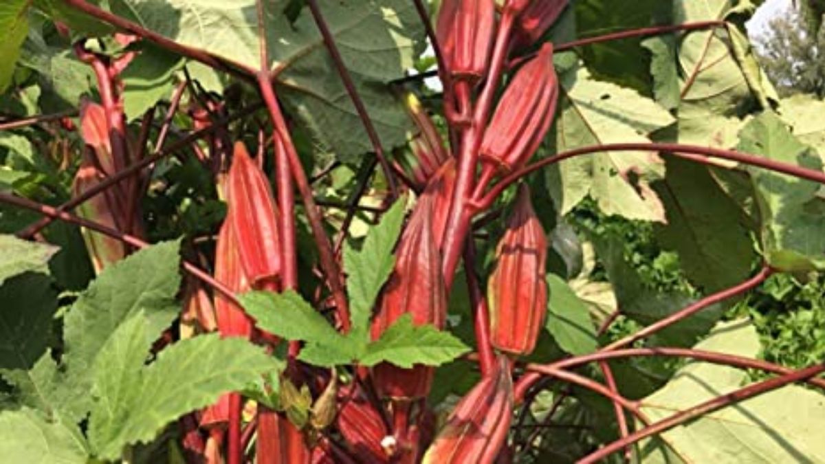 Red Okra