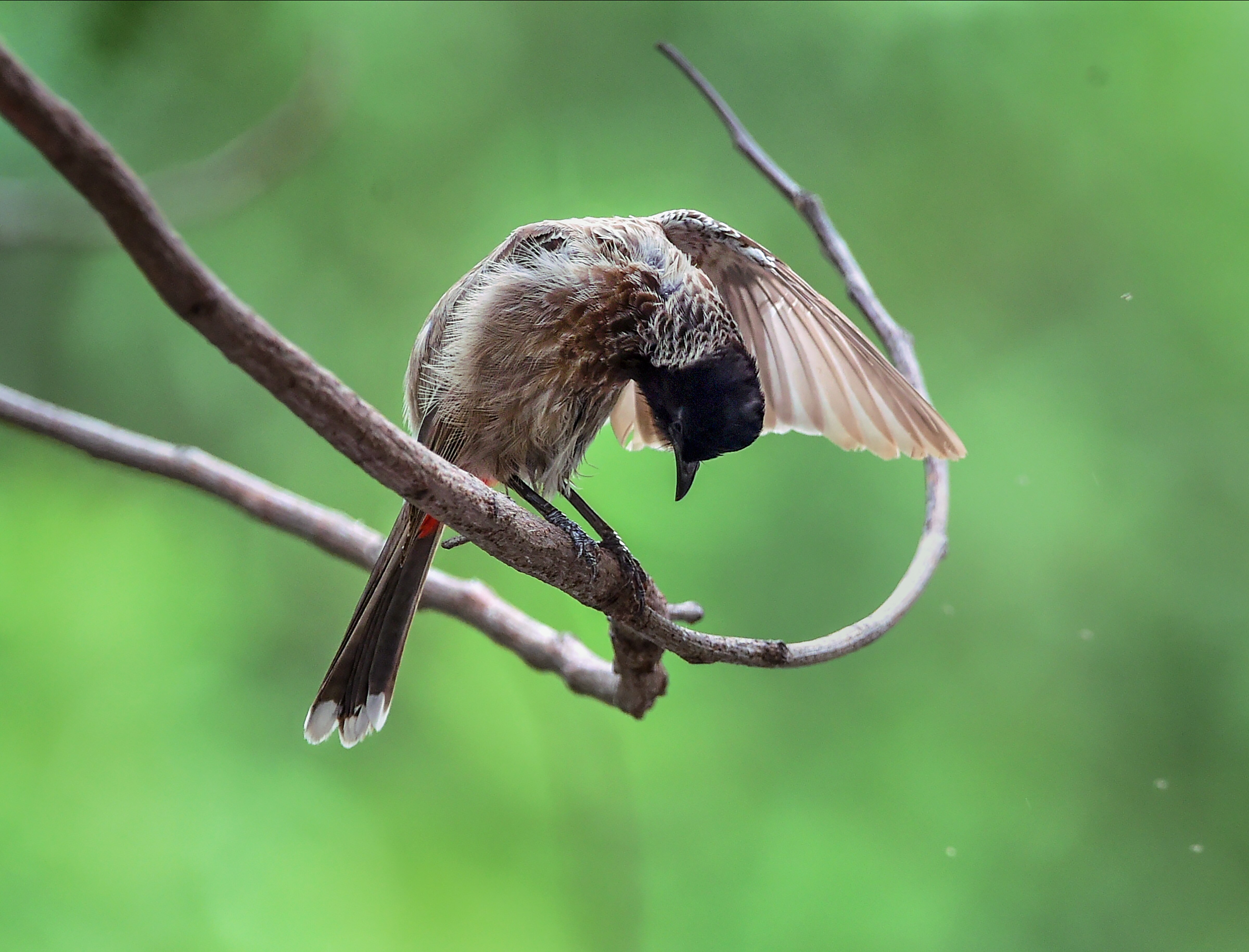 चिड़ियाघर