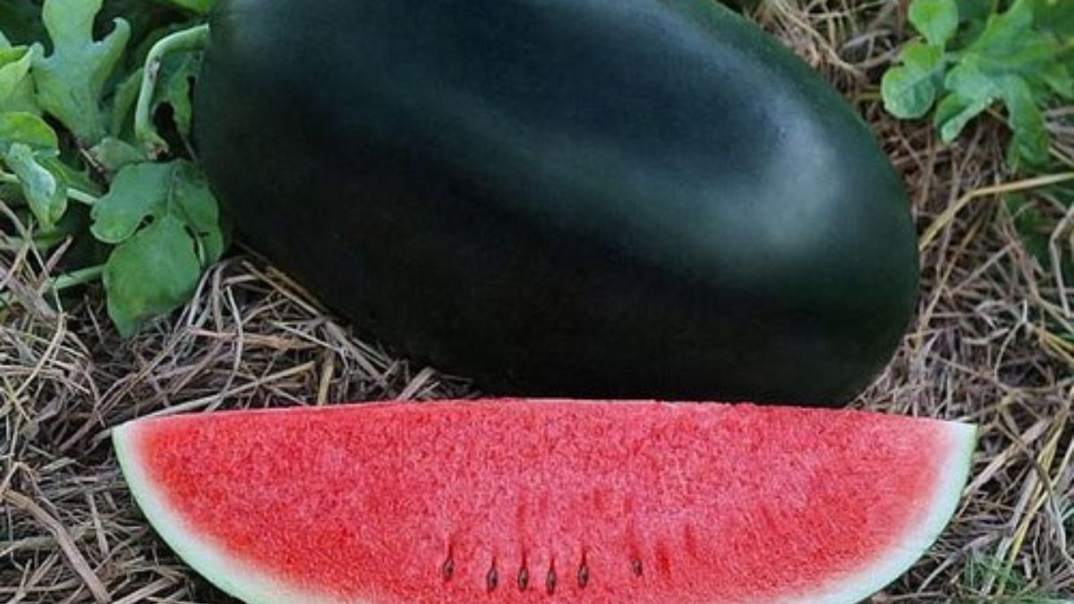 Black watermelon