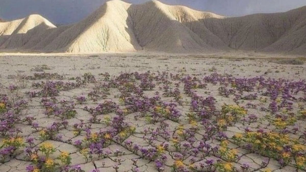 The Atacama bloom