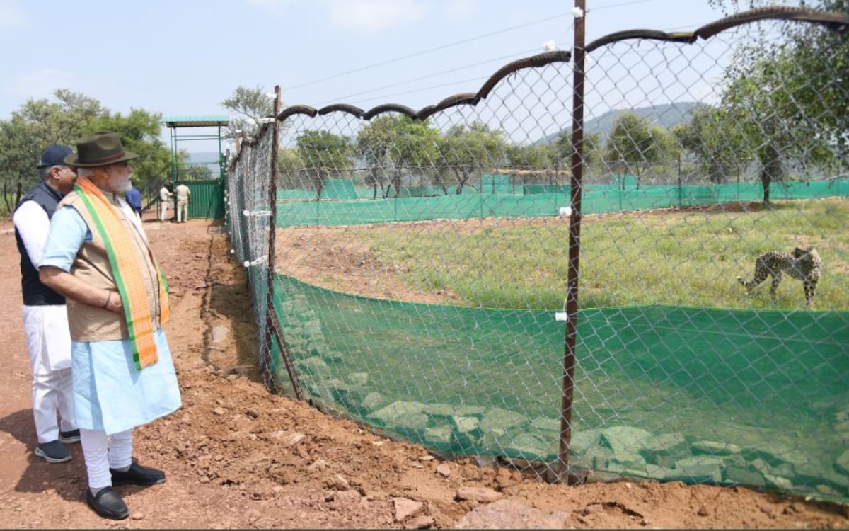 चीतों को निहारते पीएम मोदी 